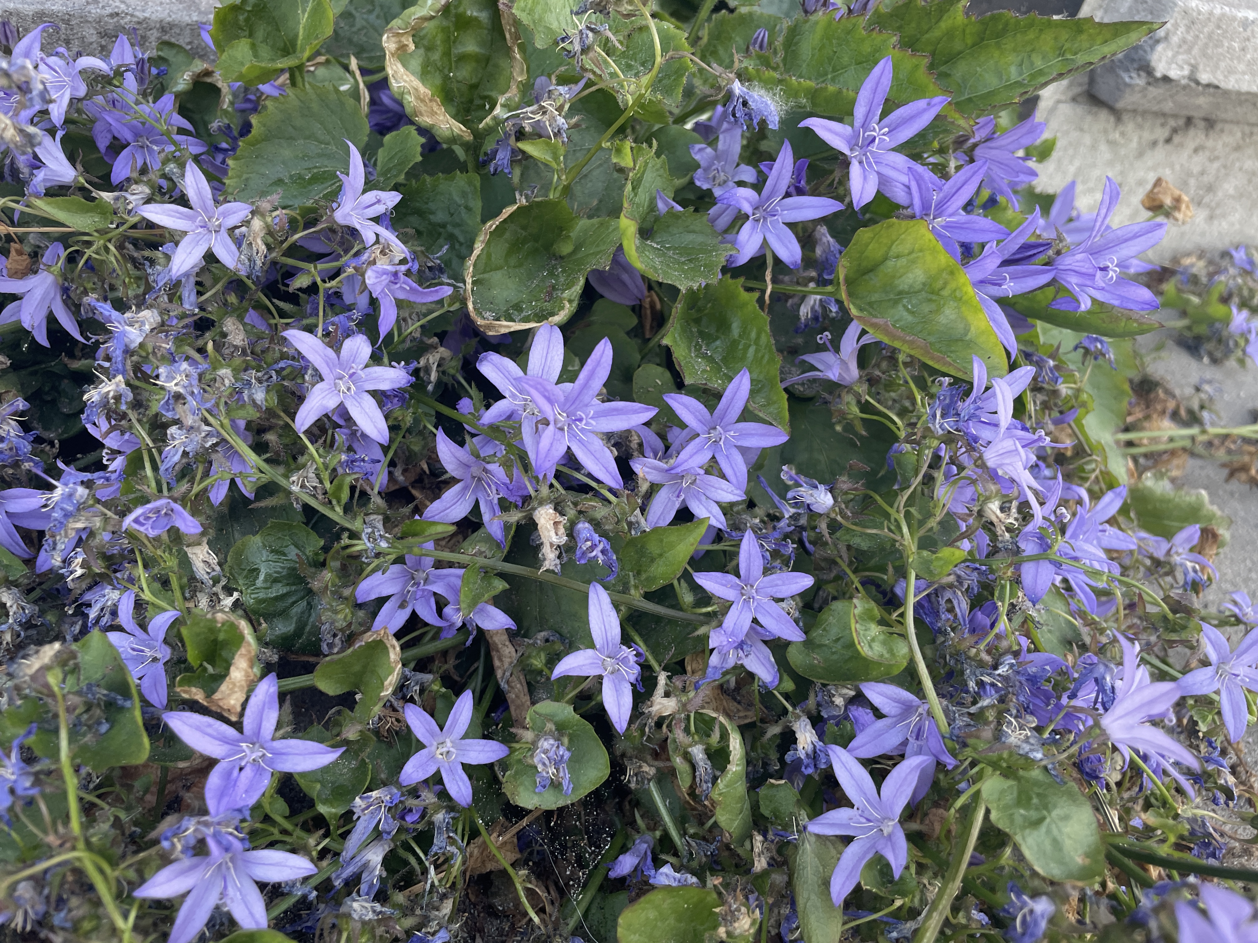 Lovely flowers
